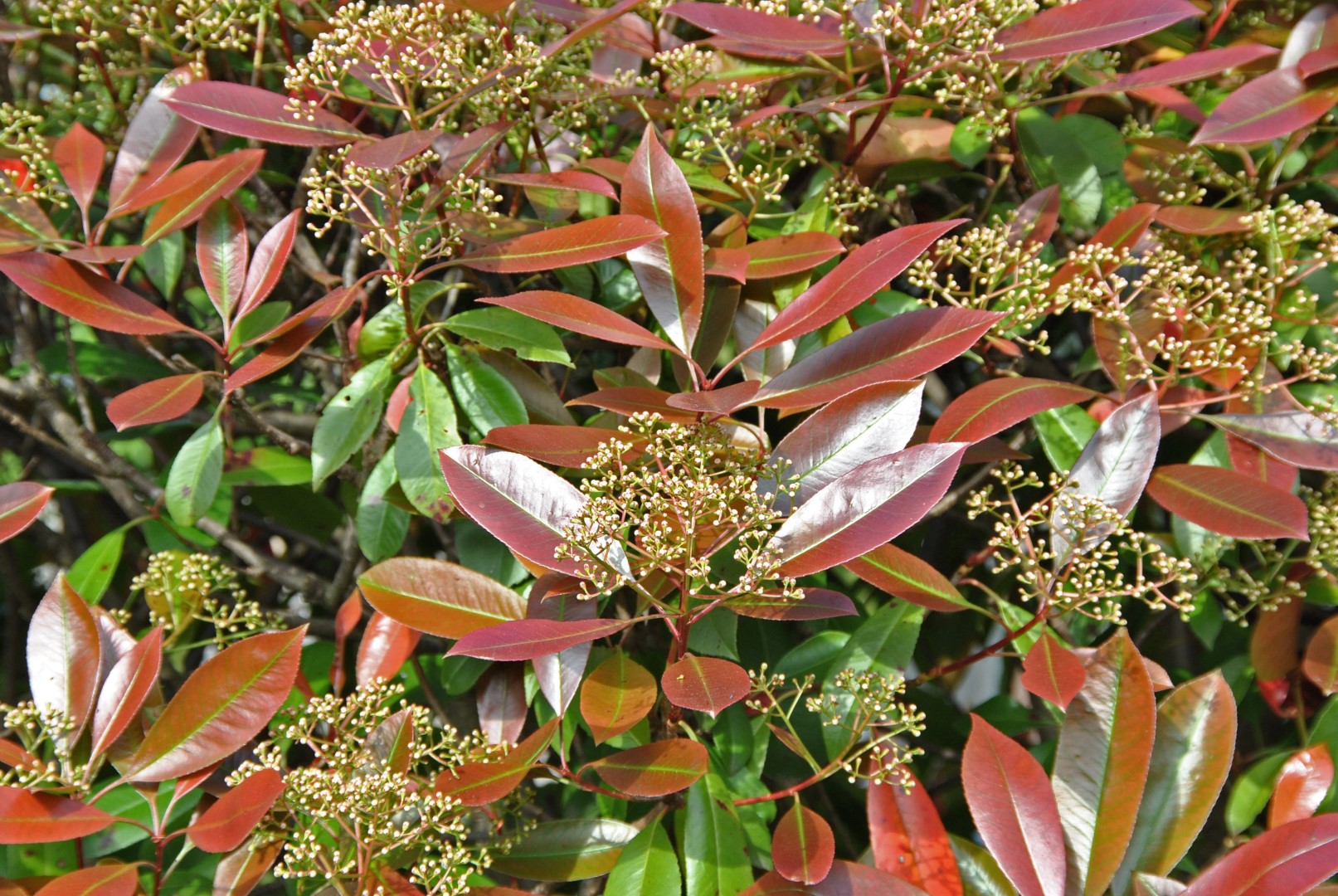 Photinia ×fraseri 'Red Robin' Photinia ×fraseri 'Red Robin' - den Berk Planteskoler