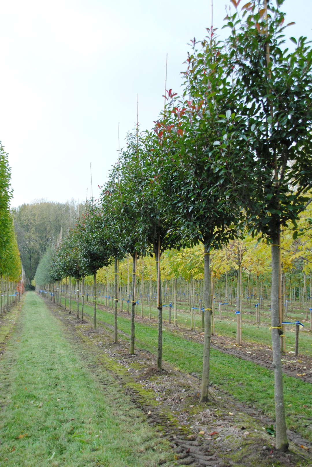 Photinia ×fraseri 'Red Robin' Photinia ×fraseri 'Red Robin' - den Berk Planteskoler