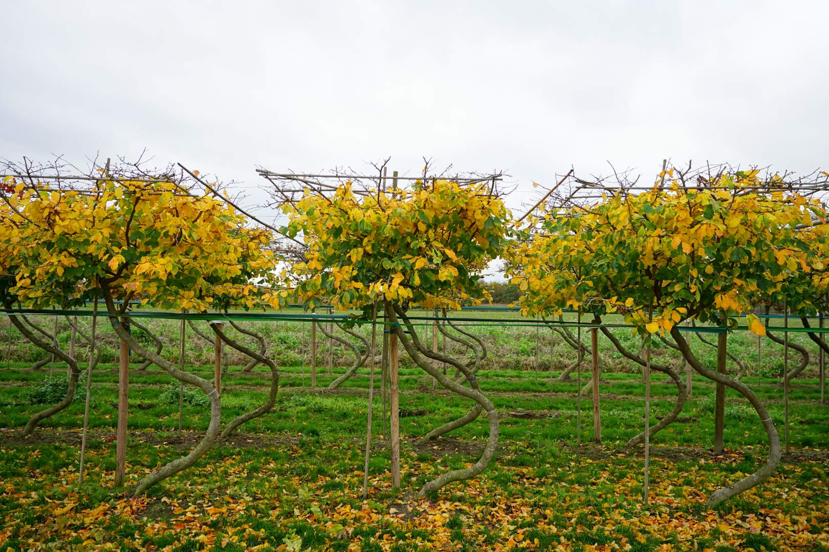 Parrotia persica TREEVOLUTION ® THE SWING ® | Parrotia persica ...