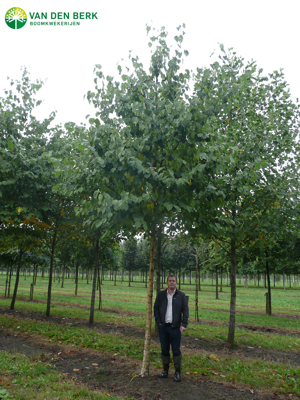 Bronze-Birke Samen – 250 Stück, Betula Maximowicziana, Schnellwachsend, Für Garten & Zierde