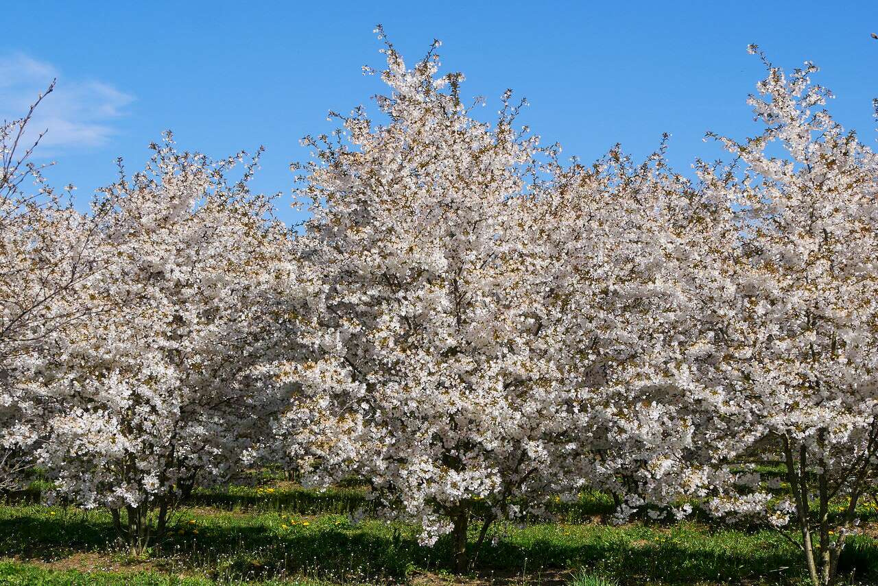 Prunus 'The Bride' | Prunus 'The Bride' - Van den Berk Planteskoler
