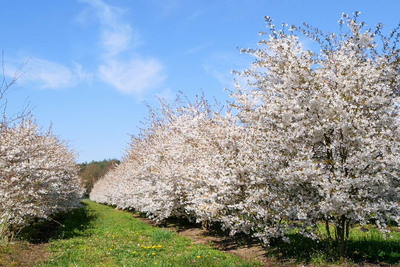 Prunus 'The Bride' | Prunus 'The Bride' - Van den Berk Planteskoler