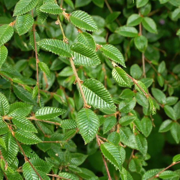 Betula delavayi subsp. potaninii – Betula delavayi subsp. potaninii