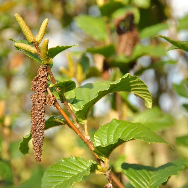 Betula medwediewii 'Gold Bark' – Betula medwediewii 'Gold Bark'