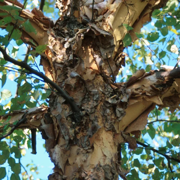 Betula nigra 'Heritage' – Betula nigra 'Heritage'