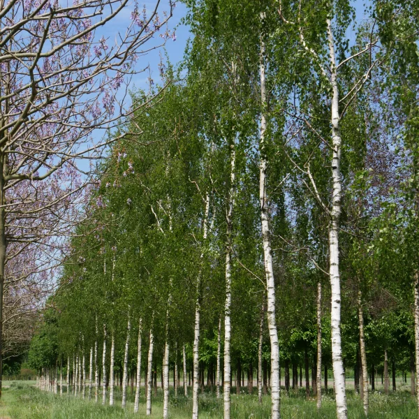 Betula pendula 'Tristis' – Betula pendula 'Tristis'