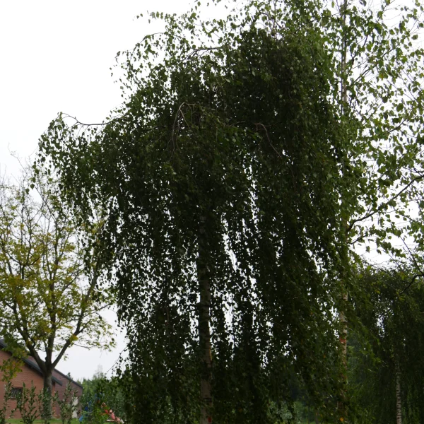 Betula pendula 'Youngii' – Young's wheeping birch