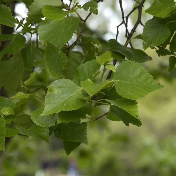 Betula platyphylla – Japanese white birch