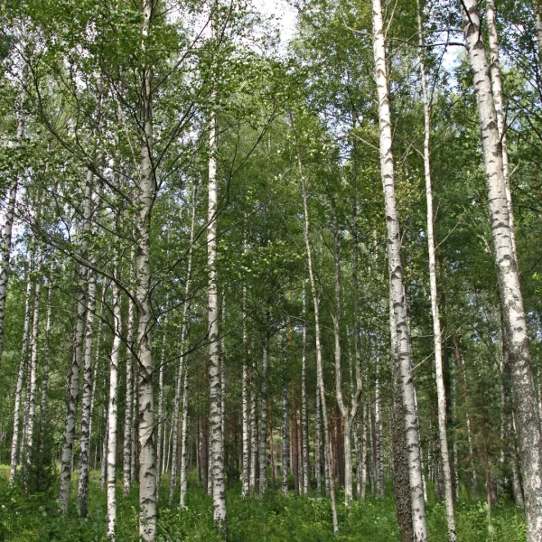 Betula pubescens – Common white birch