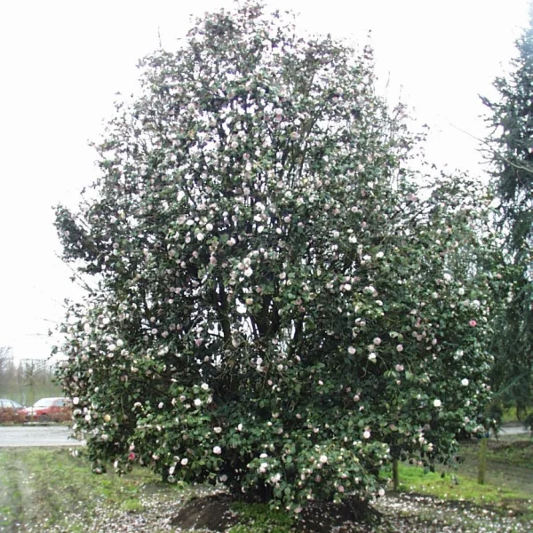 Camellia japonica – Camellia japonica