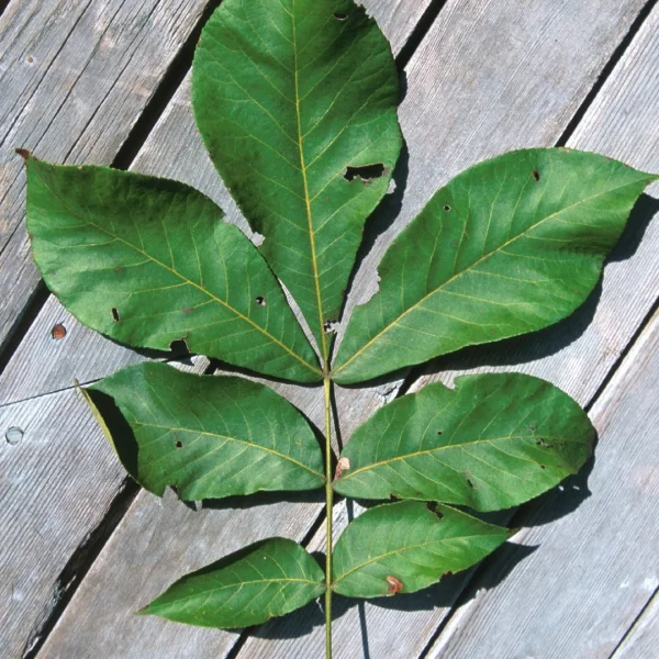 Carya glabra  – Pignut hickory, Hog nut