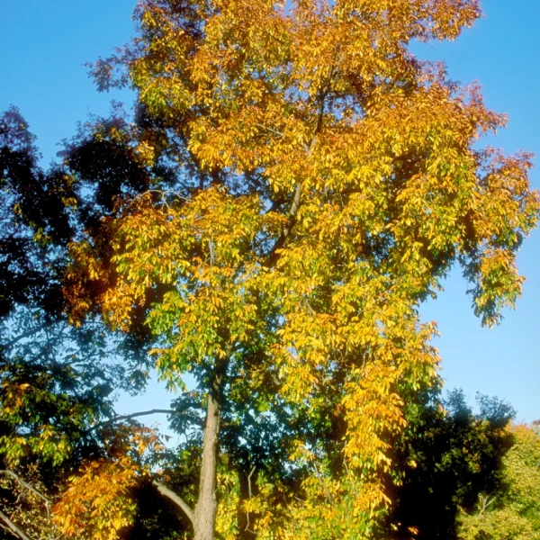 Carya laciniosa – Big shellbark hickory, Kingnut hickory