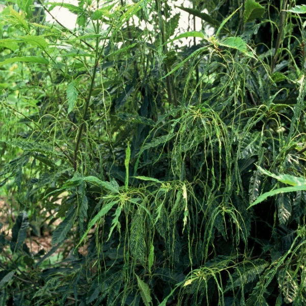 Castanea sativa 'Aspleniifolia' – Castanea sativa 'Aspleniifolia'