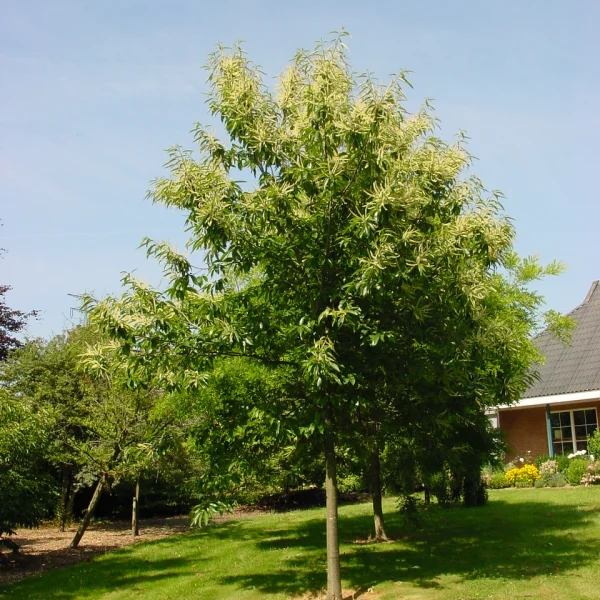 Castanea sativa 'Glabra' – Castanea sativa 'Glabra'
