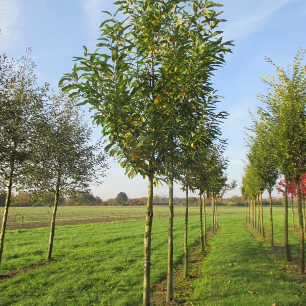 Castanea sativa 'Pyramidalis' – Castanea sativa 'Pyramidalis'