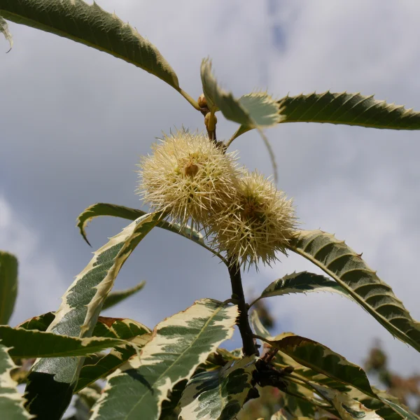 Castanea sativa 'Variegata' – Castanea sativa 'Variegata'