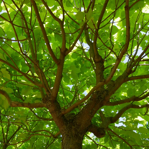 Catalpa bignonioides 'Aurea' – Golden Indian bean tree