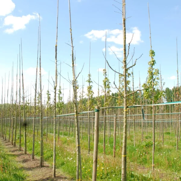 Celtis biondii – Celtis biondii