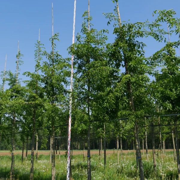 Celtis bungeana – Celtis bungeana