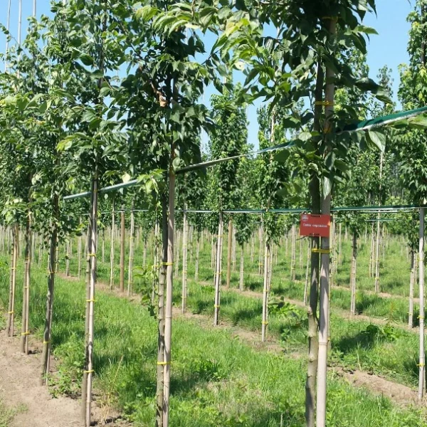 Celtis caucasica – Celtis caucasica