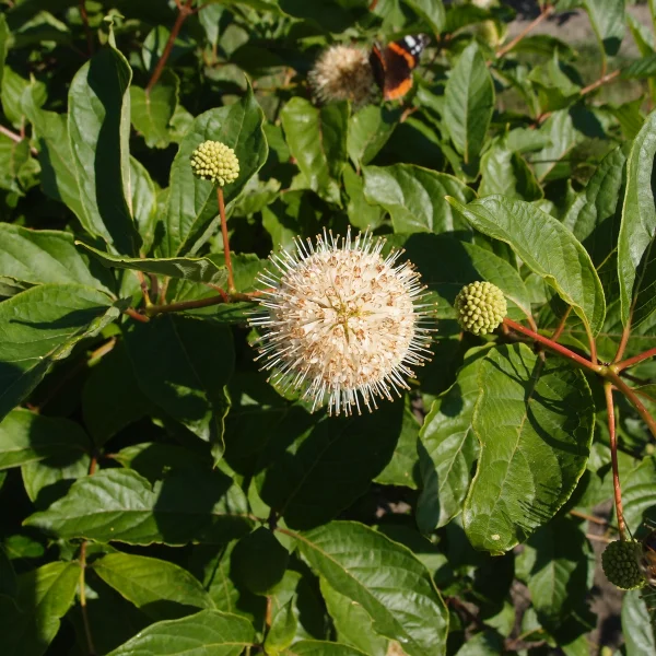Cephalanthus occidentalis – Cephalanthus occidentalis