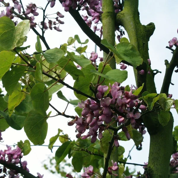 Cercis siliquastrum – Judas Tree