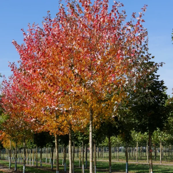 Acer ×freemanii SIENNA GLEN ('Sienna') – Acer ×freemanii SIENNA GLEN ('Sienna')
