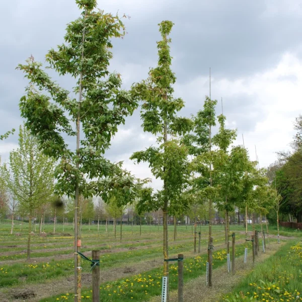 Acer mandschuricum – Acer mandschuricum