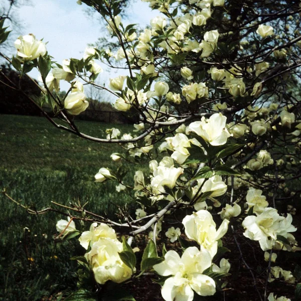 Cornus florida 'Pluribracteata' – Cornus florida 'Pluribracteata'