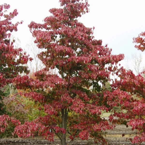 Cornus florida CHEROKEE SUNSET ('Sunset')