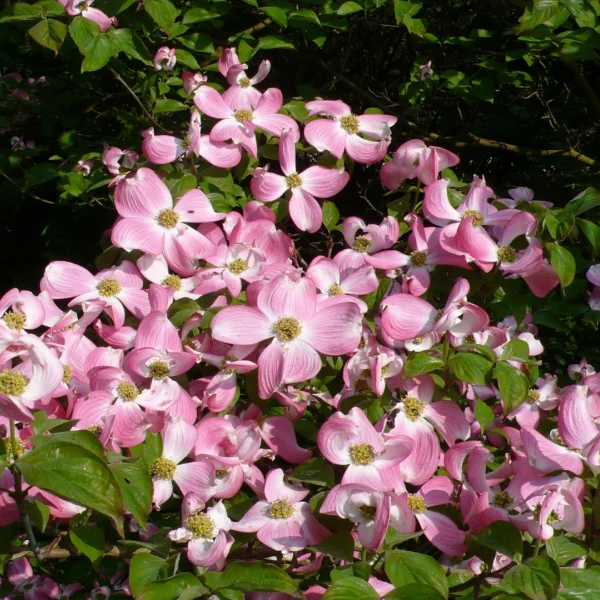 Cornus florida 'Sweetwater' – Cornus florida 'Sweetwater'