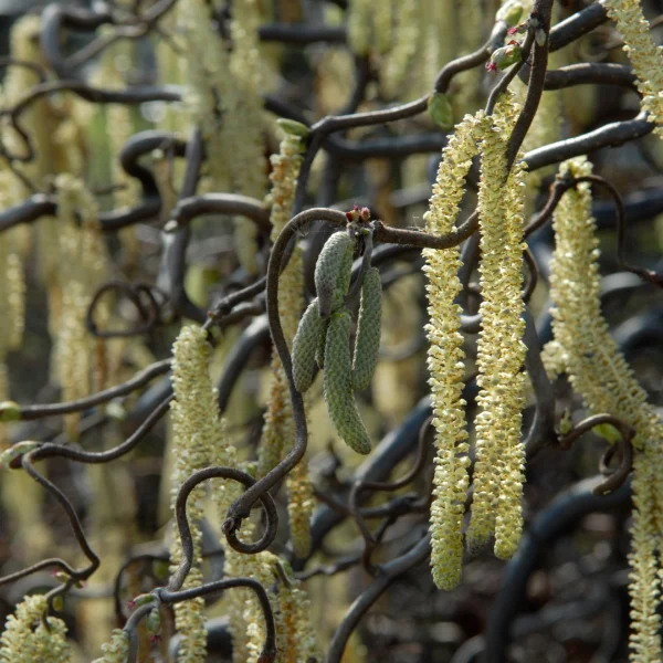 Corylus avellana 'Contorta' – Corkscrew hazel