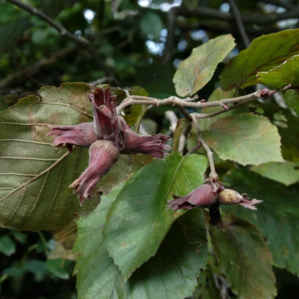Corylus maxima 'Purpurea' – Purple giant filbert