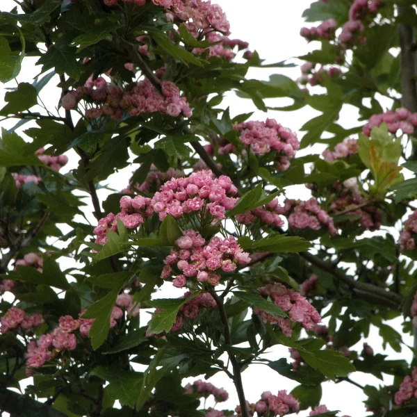 Crataegus ×mordenensis 'Toba' – Crataegus ×mordenensis 'Toba'