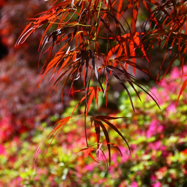 Acer palmatum 'Atrolineare' – Acer palmatum 'Atrolineare'