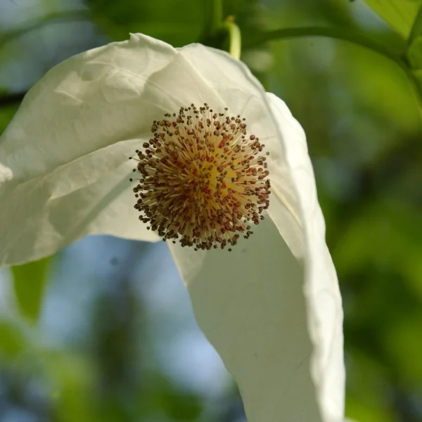 Davidia involucrata var. vilmoriniana – Pocket-handkerchief tree, Dove Tree, Ghost tree