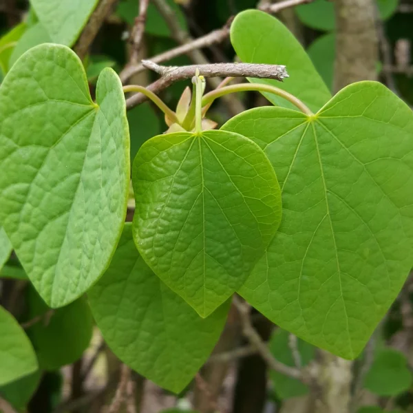 Disanthus cercidifolius – Disanthus cercidifolius