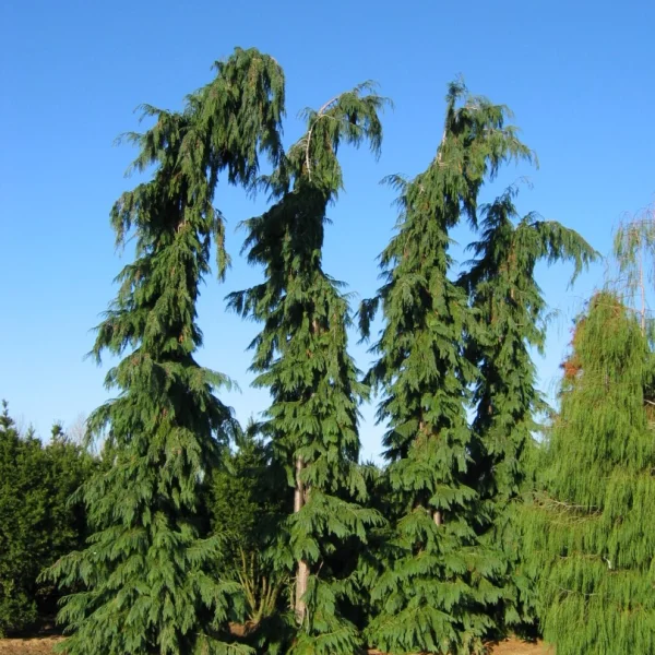 Chamaecyparis lawsoniana 'Dik´s Weeping' – Chamaecyparis lawsoniana 'Dik´s Weeping'