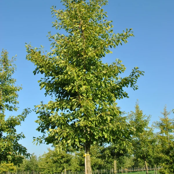 Ginkgo biloba 'Saratoga' – Ginkgo biloba 'Saratoga'