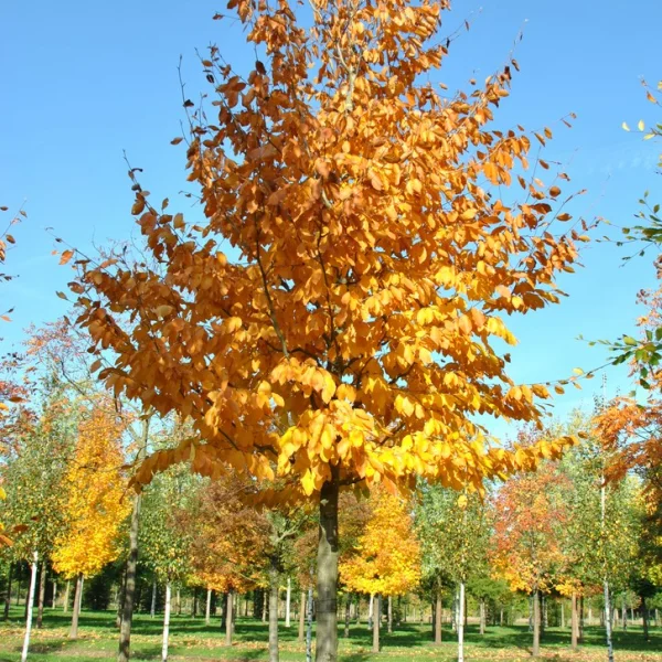 Fagus orientalis – Oriental beech