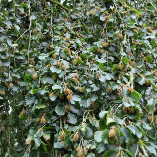 Fagus sylvatica 'Bornyensis' – Fagus sylvatica 'Bornyensis'