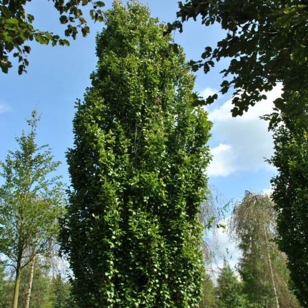 Fagus sylvatica 'Dawyck Gold' – Fagus sylvatica 'Dawyck Gold'