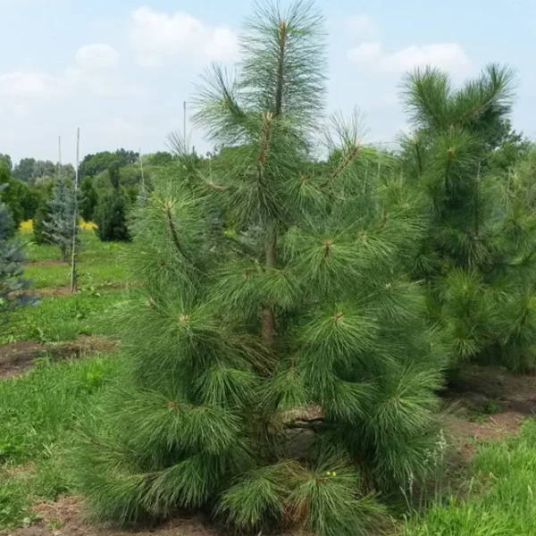 Pinus ponderosa – Pinus ponderosa