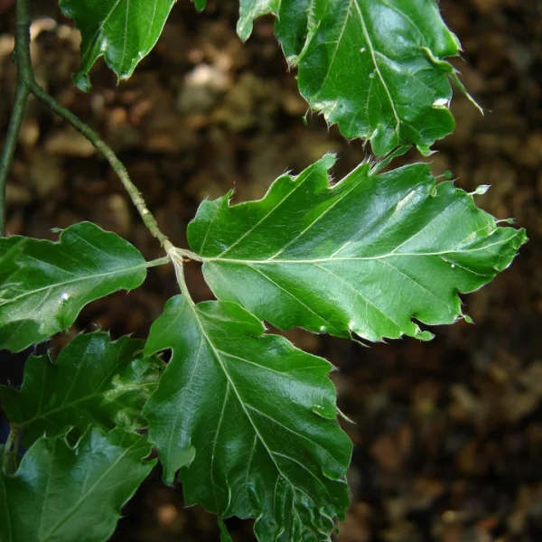 Fagus sylvatica 'Interrupta' – Fagus sylvatica 'Interrupta'