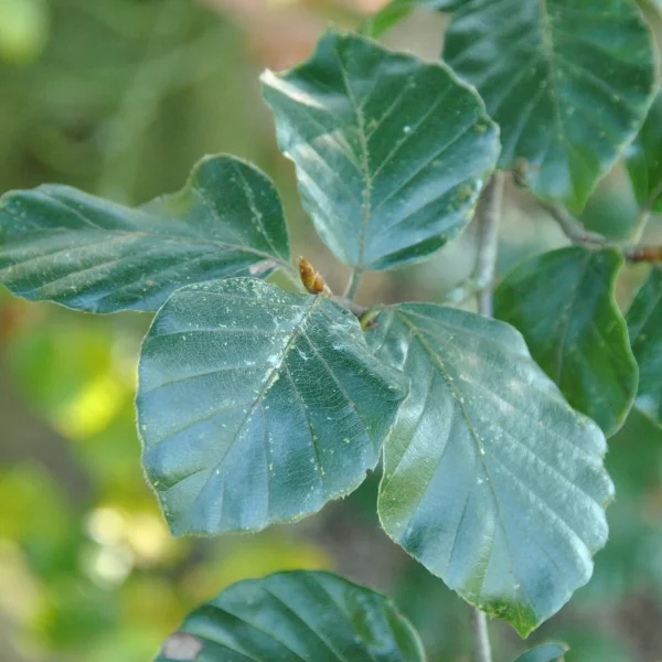 Fagus sylvatica 'Latifolia' – Fagus sylvatica 'Latifolia'