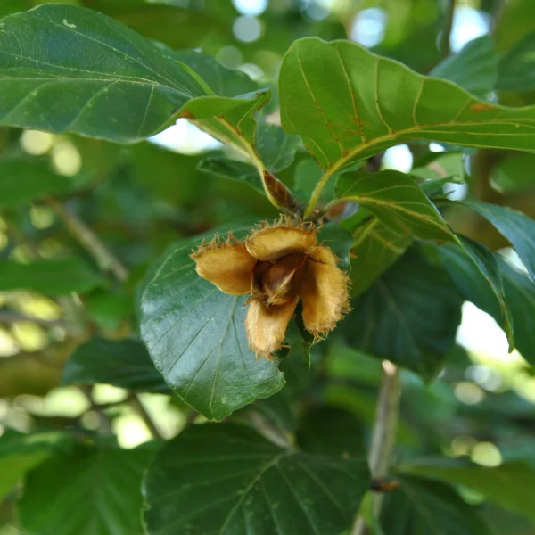 Fagus sylvatica 'Prince George of Crete' – Fagus sylvatica 'Prince George of Crete'