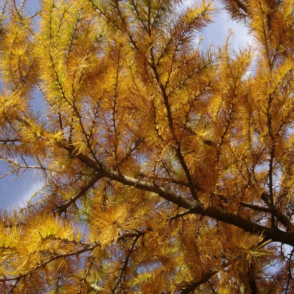 Pseudolarix amabilis – Chinese golden larch, Golden larch