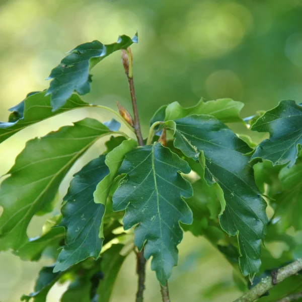 Fagus sylvatica 'Quercifolia' – Fagus sylvatica 'Quercifolia'