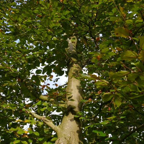Fagus sylvatica 'Riversii' – Fagus sylvatica 'Riversii'