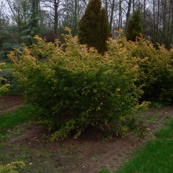 Taxus baccata 'Semperaurea' – Taxus baccata 'Semperaurea'